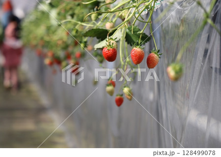 須金フルーツパーク、いちご狩り、グランピング、山口県 128499078