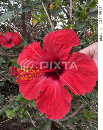 Red hibiscus flower. Orange hibiscus flower. High quality photo 128499124