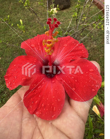 Red hibiscus flower. Orange hibiscus flower. High quality photo Red hibiscus flower. Orange hibiscus flower. High quality photo 128499125