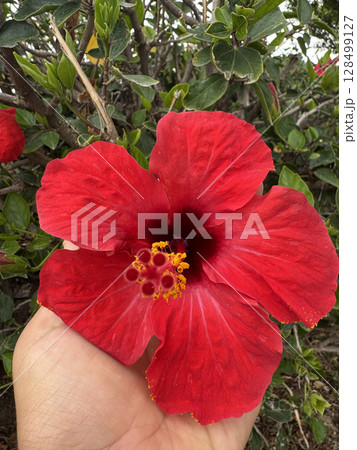 Red hibiscus flower. Orange hibiscus flower. High quality photo 128499127