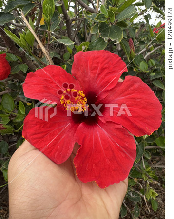 Red hibiscus flower. Orange hibiscus flower. High quality photo 128499128
