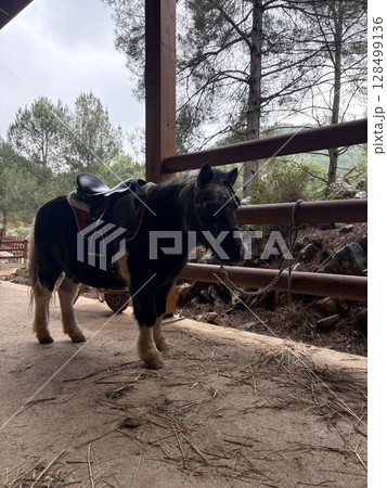 horse on farm nature forest. High quality photo horse on farm nature forest. High quality photo 128499136
