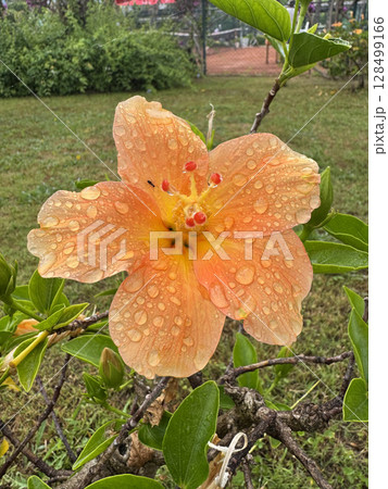 Orange hibiscus flower. High quality photo 128499166