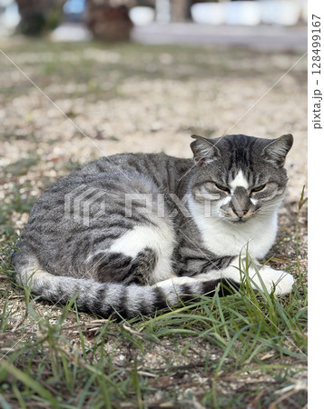 street cat walks through the evening city. High quality photo street cat walks through the evening city. High quality photo 128499167