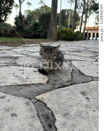 street cat walks through the evening city. High quality photo 128499204