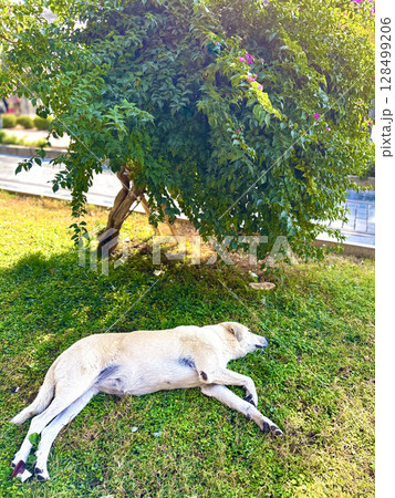 Stray dog ​​in nature with a view of the lake. High quality photo 128499206