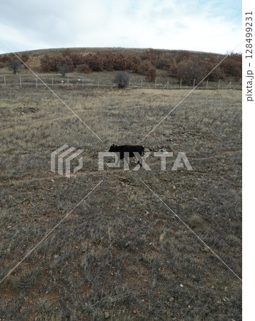 calf on a farm Rural autumn landscape  128499231