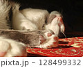 Peaceful Sleeping Cat's Paw on Red Patterned Fabric in Sunlight 128499332