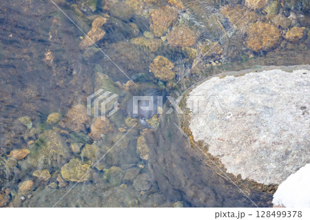 【白川郷】水に潜るカワガラス 【白川郷】水に潜るカワガラス 128499378