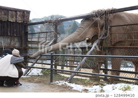 雪が積もる秋吉台自然動物公園、サファリランド、山口県、寒波、ゾウのエサやり 雪が積もる秋吉台自然動物公園、サファリランド、山口県、寒波、ゾウのエサやり 128499410