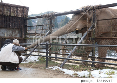 雪が積もる秋吉台自然動物公園、サファリランド、山口県、寒波、ゾウのエサやり 128499411