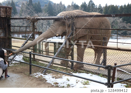 雪が積もる秋吉台自然動物公園、サファリランド、山口県、寒波、ゾウのエサやり 128499412