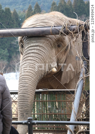 雪が積もる秋吉台自然動物公園、サファリランド、山口県、寒波、ゾウのエサやり 128499414