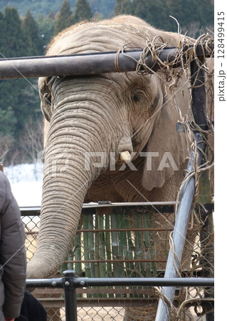 雪が積もる秋吉台自然動物公園、サファリランド、山口県、寒波、ゾウのエサやり 128499415