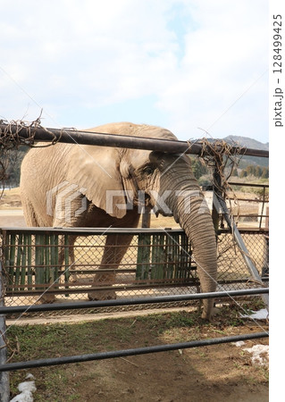 雪が積もる秋吉台自然動物公園、サファリランド、山口県、寒波、ゾウのエサやり 128499425