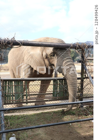 雪が積もる秋吉台自然動物公園、サファリランド、山口県、寒波、ゾウのエサやり 128499426