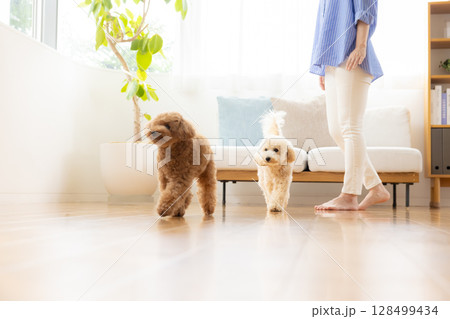 フローリングの上を歩くトイプードルとビションプー フローリングの上を歩くトイプードルとビションプー 128499434