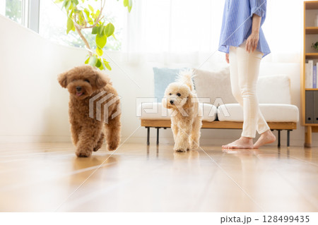 フローリングの上を歩くトイプードルとビションプー フローリングの上を歩くトイプードルとビションプー 128499435