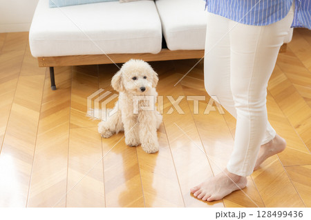 フローリングの上でお座りしているビションプー フローリングの上でお座りしているビションプー 128499436