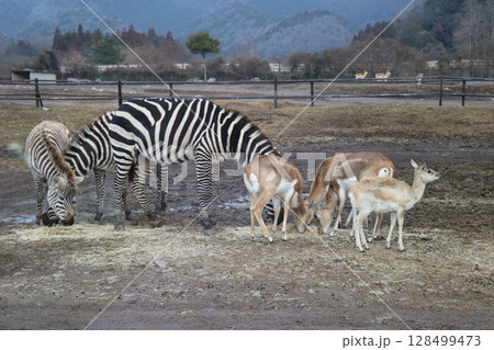 山口県】秋吉台自然動物公園サファリランド、ふれあい広場 山口県】秋吉台自然動物公園サファリランド、ふれあい広場 128499473