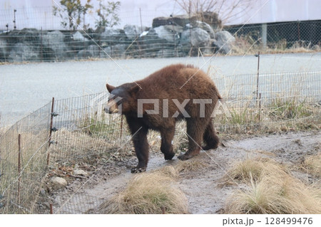 山口県】秋吉台自然動物公園サファリランド、ふれあい広場 山口県】秋吉台自然動物公園サファリランド、ふれあい広場 128499476