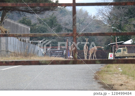 山口県】秋吉台自然動物公園サファリランド、ふれあい広場 128499484