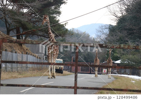 山口県】秋吉台自然動物公園サファリランド、ふれあい広場 128499486