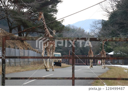 山口県】秋吉台自然動物公園サファリランド、ふれあい広場 128499487