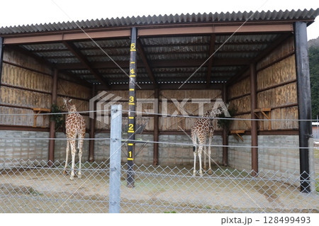 山口県】秋吉台自然動物公園サファリランド、ふれあい広場 128499493