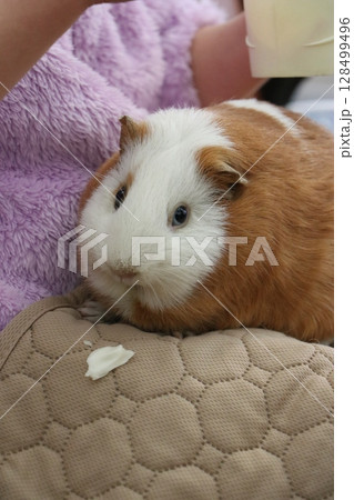 山口県】秋吉台自然動物公園サファリランド、ふれあい広場 128499496