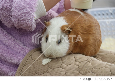 山口県】秋吉台自然動物公園サファリランド、ふれあい広場 128499497
