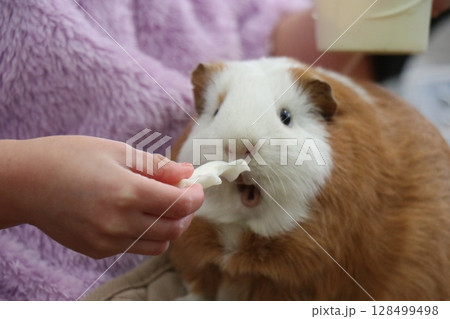 山口県】秋吉台自然動物公園サファリランド、ふれあい広場 128499498