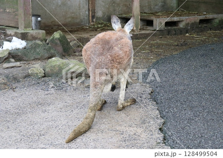 山口県】秋吉台自然動物公園サファリランド、ふれあい広場 128499504