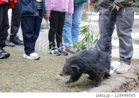 山口県】秋吉台自然動物公園サファリランド、ふれあい広場 128499505