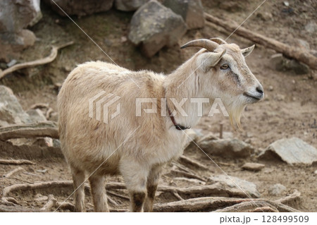 山口県】秋吉台自然動物公園サファリランド、ふれあい広場 128499509