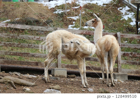 山口県】秋吉台自然動物公園サファリランド、ふれあい広場 128499510