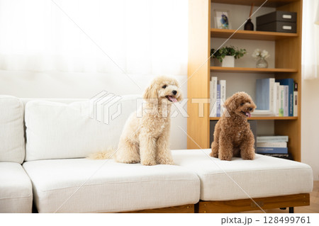 ソファーでくつろぐトイプードルとビションプー 128499761