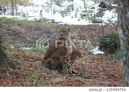 【山口県】秋吉台自然動物公園サファリランド、ふれあい広場 128499764