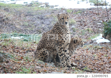 【山口県】秋吉台自然動物公園サファリランド、ふれあい広場 128499765