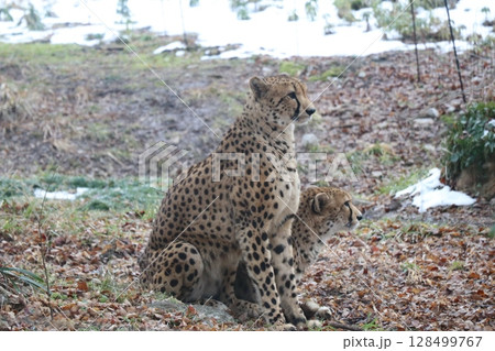 【山口県】秋吉台自然動物公園サファリランド、ふれあい広場 128499767