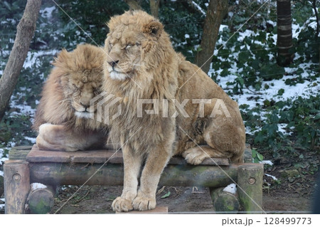 【山口県】秋吉台自然動物公園サファリランド、ふれあい広場 128499773