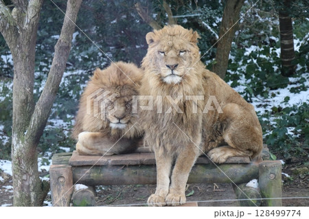 【山口県】秋吉台自然動物公園サファリランド、ふれあい広場 128499774