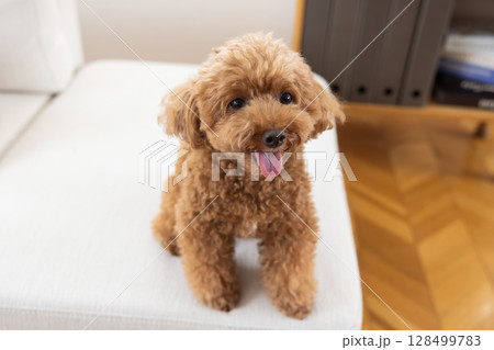 ソファーでくつろぐトイプードル ソファーでくつろぐトイプードル 128499783
