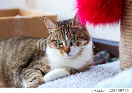 A cat possessing striking green eyes is comfortably laying on the floor A cat possessing striking green eyes is comfortably laying on the floor 128499796