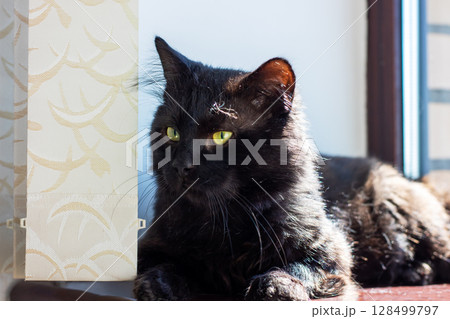 A black cat with striking yellow eyes is comfortably laying on a window sill A black cat with striking yellow eyes is comfortably laying on a window sill 128499797
