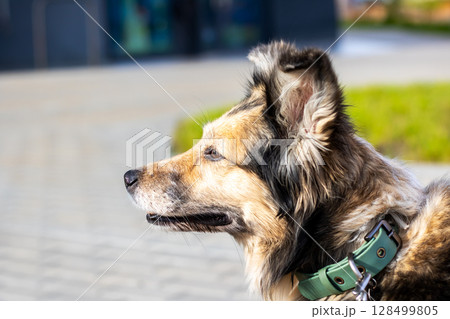 A detailed close up image of a dog wearing a bright green collar 128499805