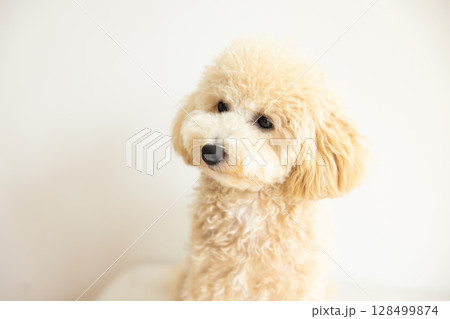 ビションプーの顔のアップ 128499874