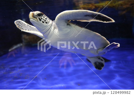 鹿児島県鹿児島市 いおワールドかごしま水族館 鹿児島県鹿児島市 いおワールドかごしま水族館 128499982