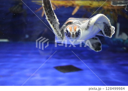 鹿児島県鹿児島市 いおワールドかごしま水族館 鹿児島県鹿児島市 いおワールドかごしま水族館 128499984