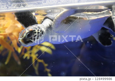 鹿児島県鹿児島市　いおワールドかごしま水族館 128499986